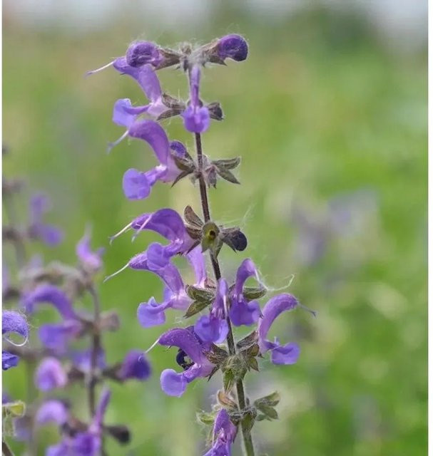 Wiesensalbei Mittsommer Salvia pratensis lila Staude im Topf von Nr-01.de - Bild 1