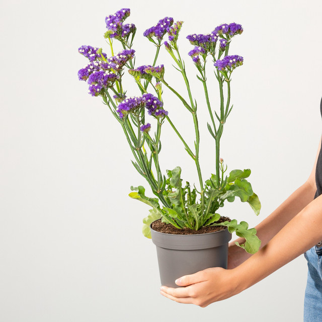 Blauer Strandflieder Limonium von BLUME2000 für Garten, Balkon und Beet - Bild 1
