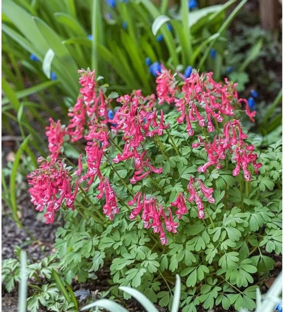 Gefingerter Lerchensporn Corydalis solida George Baker als mehrjährige Gartenpflanze - Bild 1