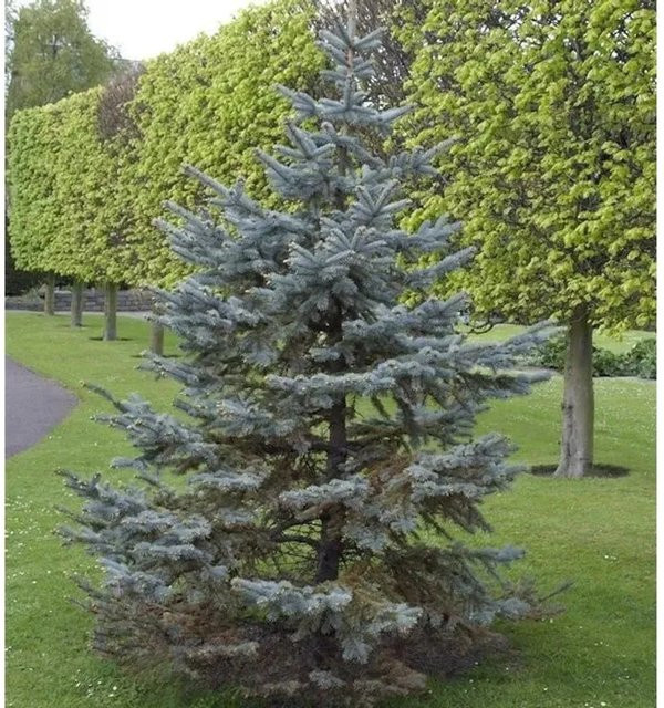 Blaufichte Picea pungens Hoopsii Silberfichte, Höhe: 50-60 cm - Bild 1
