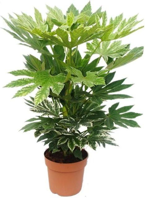 Exotenherz Zimmeraralie Fatsia Japonica Zimmerpflanze, Höhe: 60-80 cm, Topf-Durchmesser: 20 cm - Bild 1