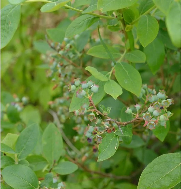 Heidelbeere Toro Vaccinium corymbosum Beerenstrauch von Nr-01.de - Bild 1