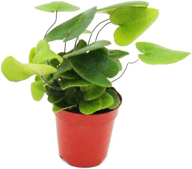 Exotenherz Minipflanze Hemionitis Arifolia Herzfarn als Zimmerpflanze im 5,5 cm Topf, Grün - Bild 1