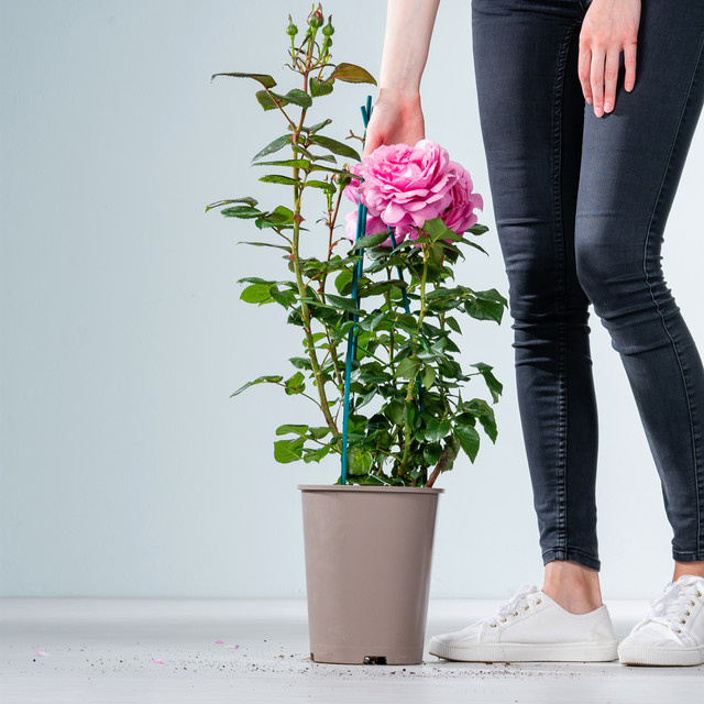 Edelrose Desirée in Rosa von BLUME2000 als Zierstrauch für deinen Garten - Bild 1