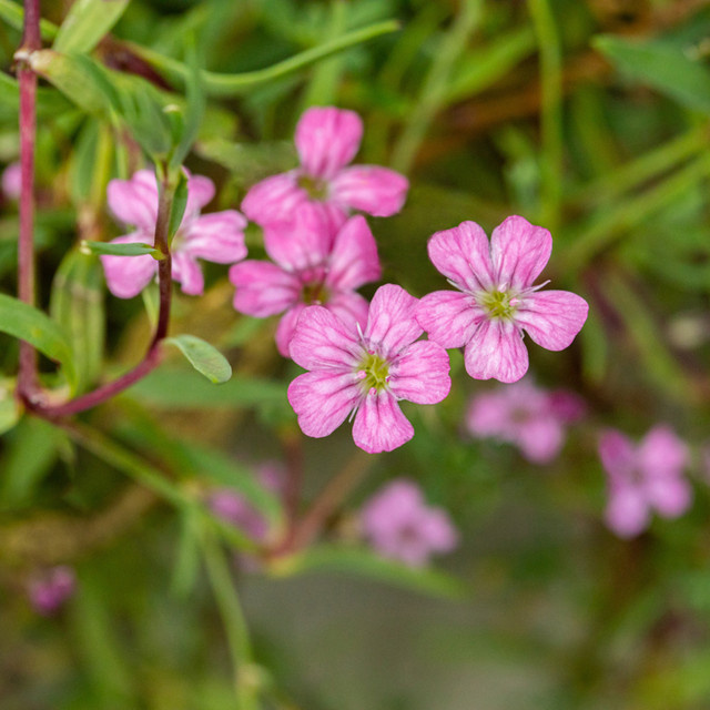 Schleierkraut Filou rosa von Mein schöner Garten Shop als mehrjährige Zierpflanze im Topf - Bild 1