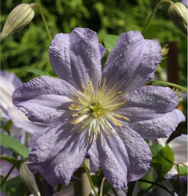Clematis viticella Waldrebe Prince Charles lila Kletterpflanze für den Garten - Bild 1