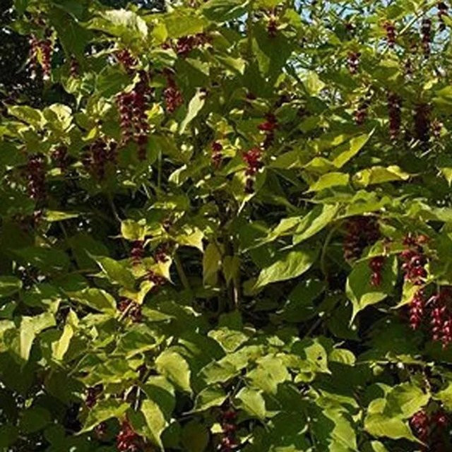 Arborix Leycesteria formosa Vogelnährgehölz im Container, lila-weiße Blüten, Höhe: 40 bis 50 cm - Bild 1