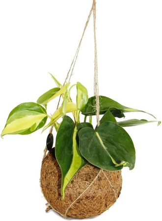Exotenherz Philodendron Scandens Brasil Kokodama Zimmerpflanze zum Hängen, Durchmesser: 13 cm