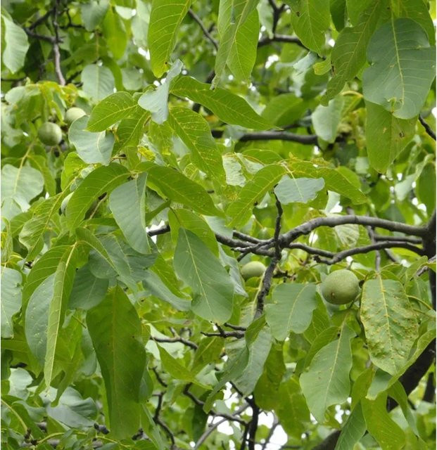 Walnuss Klon 139 Juglans regia Obstbaum von Nr-01.de, Höhe: 100-125 cm - Bild 1
