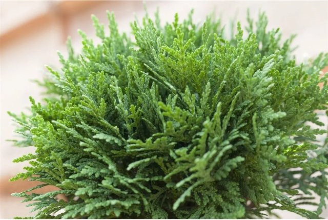 Thuja occidentalis Danica Koniferen-Zierstrauch in Grün, Höhe: 25-30 cm - Bild 1