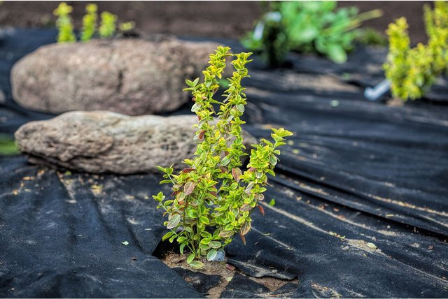 Aquagart Unkrautvlies UV-stabil als Mulchvlies für den Garten in Schwarz, B: 1 m, L: 50 m - Bild 1