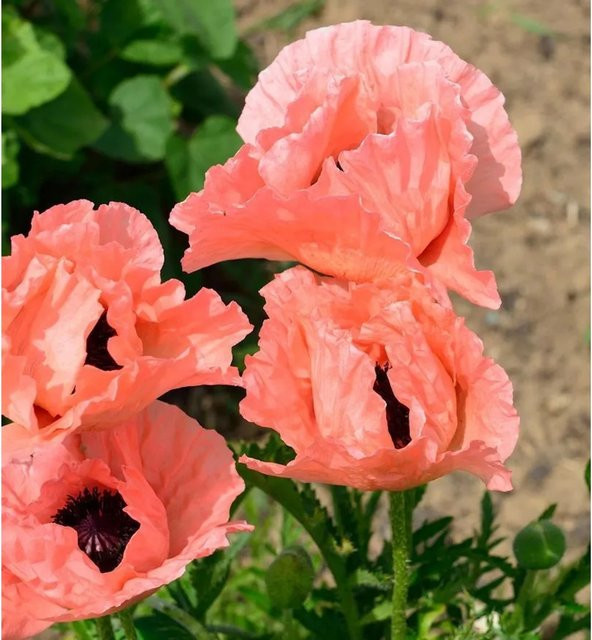 Türkischer Mohn Helen Elisabeth Papaver orientale als mehrjährige Schnittblumenpflanze für Garten und Beet - Bild 1