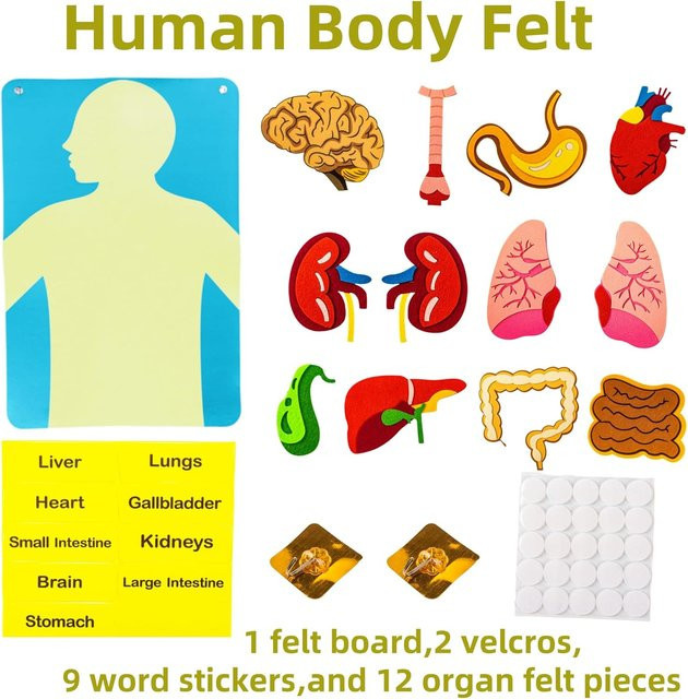 Fashnics Körperteile Filztafel, Montessori Spielzeug, Pädagogisch - Bild 1