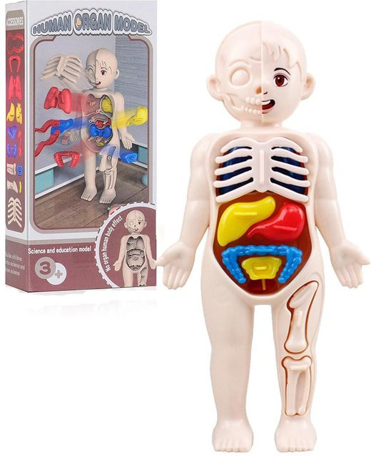Fashnics Montessori Spielzeug Menschlicher Körper Anatomie Modell, DIY Zusammengebaut - Bild 1