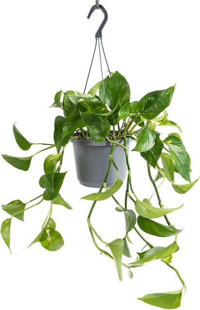 GROW by OBI Efeutute Aureum Epipremnum Aureum Zimmerpflanze mit goldgelben Mustern, Topf-Ø: 17 cm - Bild 1