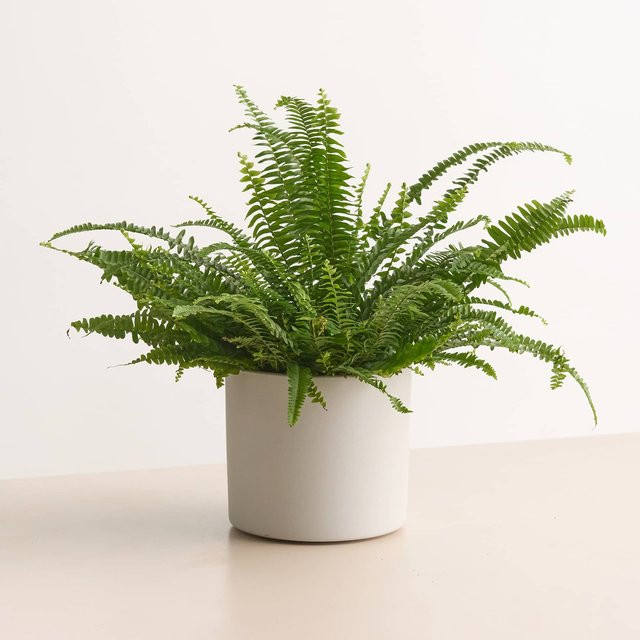 Minimalistischer Keramik Übertopf von BLUME2000 in Weiß, Höhe: 19,5 cm, Breite: 17,5 cm - Bild 1