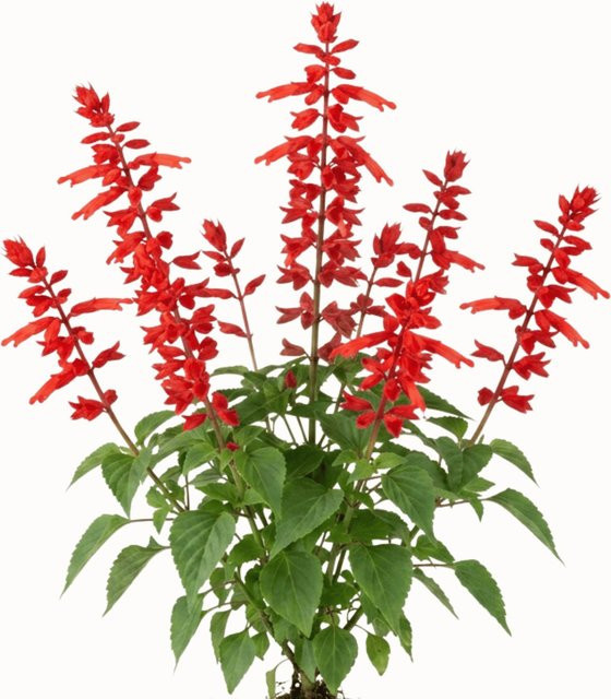 LaCaTho Roter Salbei Samen Salvia Splendens mit 250 Samen für rote Blüten - Bild 1