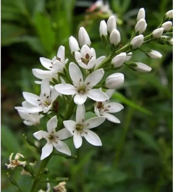 Nickender Felberich Lysimachia barystachys als mehrjährige Gartenpflanze - Bild 1