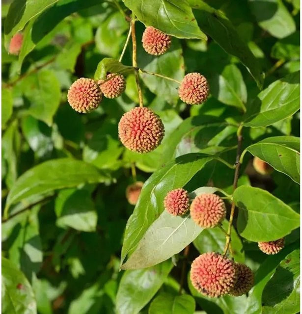 Cephalanthus occidentalis Sugar Shack Kopfblume Knopfbusch, mehrfarbiger Strauch für den Garten - Bild 1