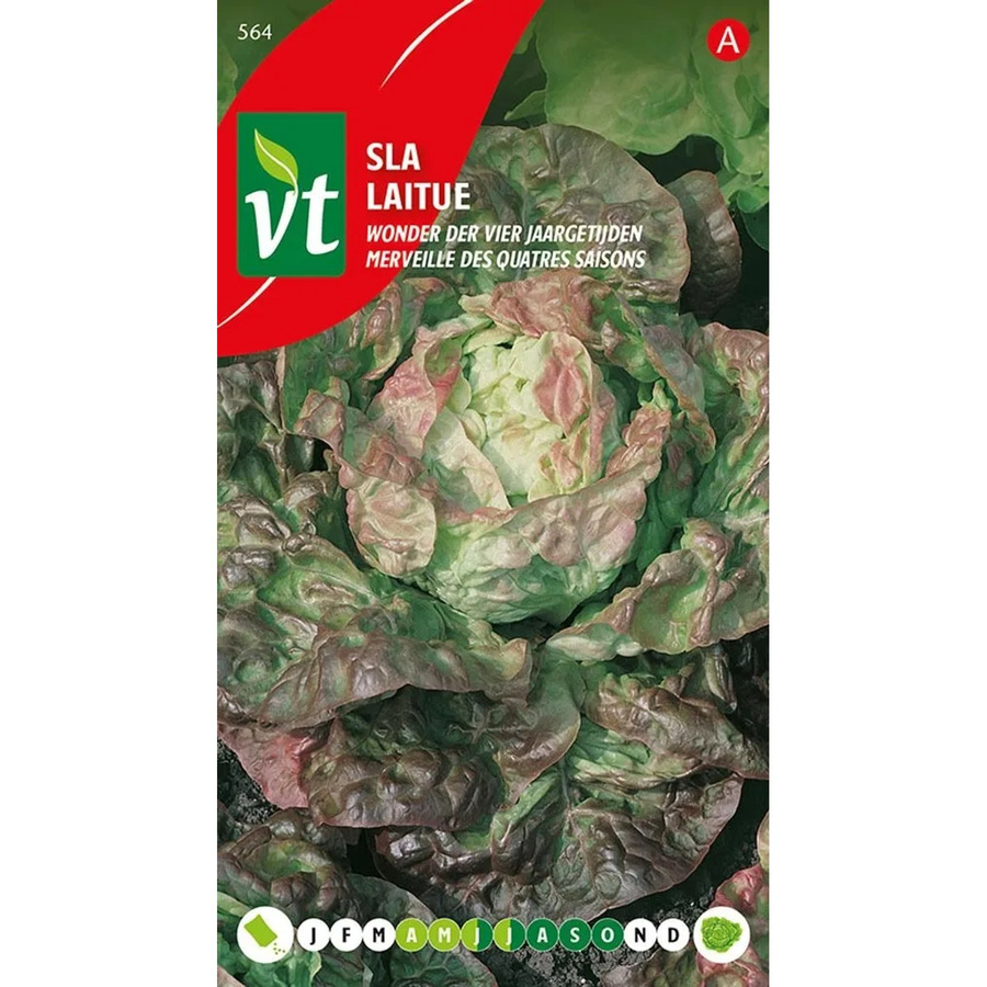Arborix Kopfsalat Miracle of Four Seasons Saatgut, 3 g - Bild 2