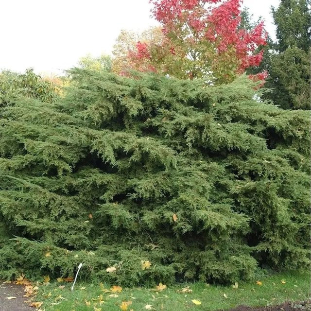 Pfitzerwacholder Pfitzeriana Juniperus media grüner Strauch für den Garten, Höhe: 20-30 cm - Bild 1