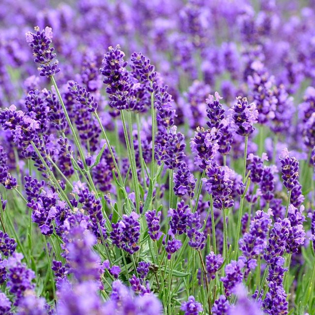 PlantiCo Lavendel Medizinsamen, lila, 0,2 g - Bild 1