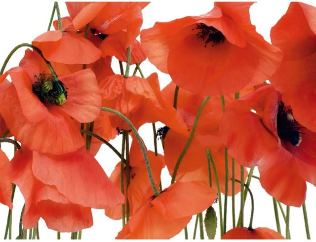 Sanders & Sanders Fototapete Blumen Rot Vliestapete B x H: 360 x 270 cm - Bild 1