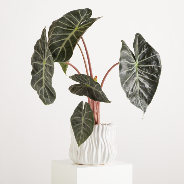 Keramik Übertopf BLUME2000 in Creme mit Rillenmuster für Green Living, Höhe: 11 cm - Bild 1