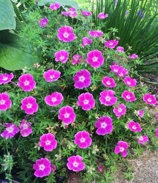 Geranium Max Frei Storchschnabel - Bild 1
