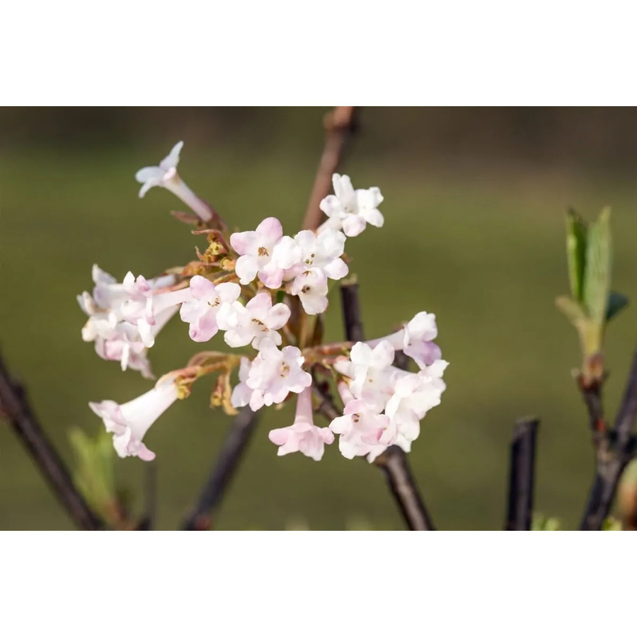 Viburnum Bodnantense Charles Lamont Duft-Schneeball Rosa 60–80 cm - Bild 2