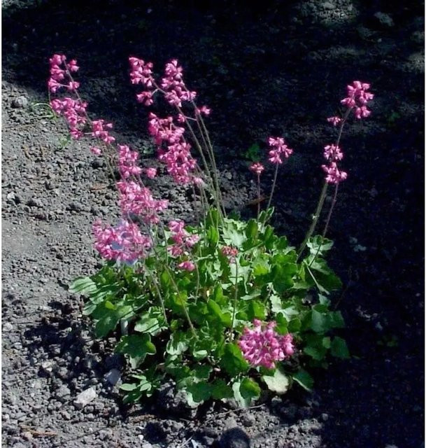 Heuchera sanguinea Purpurglöckchen pink als mehrjährige Staude und Bodendecker von Nr-01.de - Bild 1