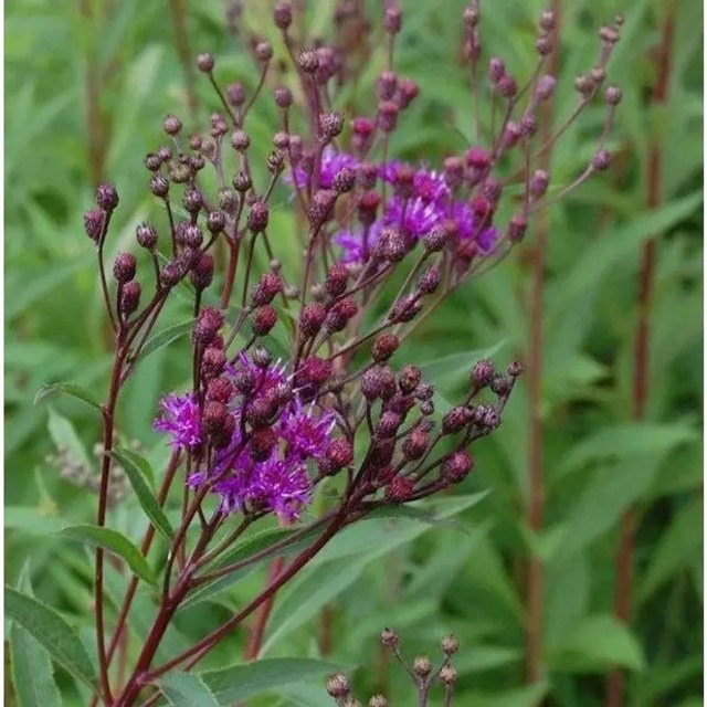 Arkansas Scheinaster Vernonia crinita lila mehrjährige Gartenpflanze für Teichrandbepflanzung - Bild 1