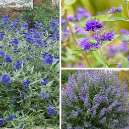 Set mit 3 Bartblumen in den Farben Blau, Grün und Lila zur Dekoration - Bild 1