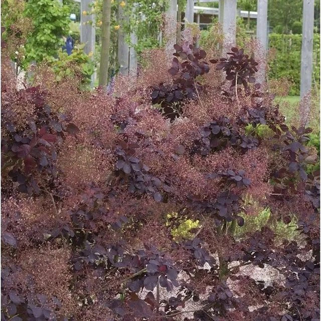Perückenstrauch Winecraft Black Cotinus coggygria Zierstrauch in Schwarz und Violett, Höhe: 35 cm - Bild 1