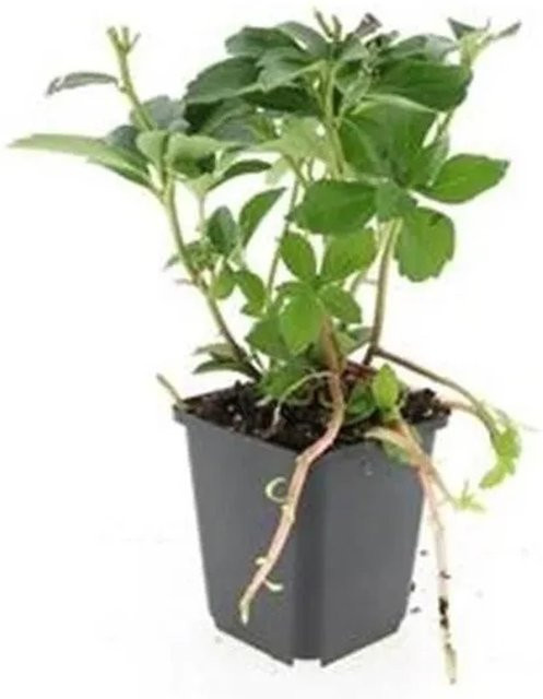 Exotenherz Bodendecker Pachysandra Terminalis Dickmännchen Schattengrün, 6 Pflanzen im 9cm Topf - Bild 1