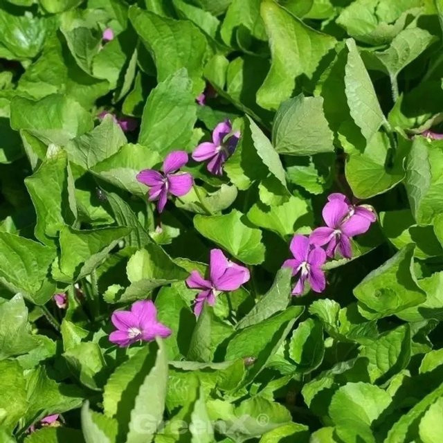 Duftveilchen Red Charm Viola odorata in Rot und Violett als mehrjährige Bodendecker-Pflanze im Topf - Bild 1