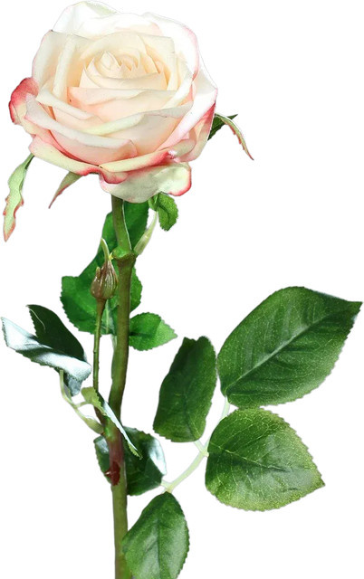 Künstliche Rose Pam von Aplanta, Höhe: 66 cm - Bild 1