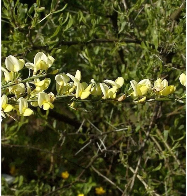 Weißer Ginster Cytisus praecox Strauch in Weiß, Höhe: 40-60 cm - Bild 1