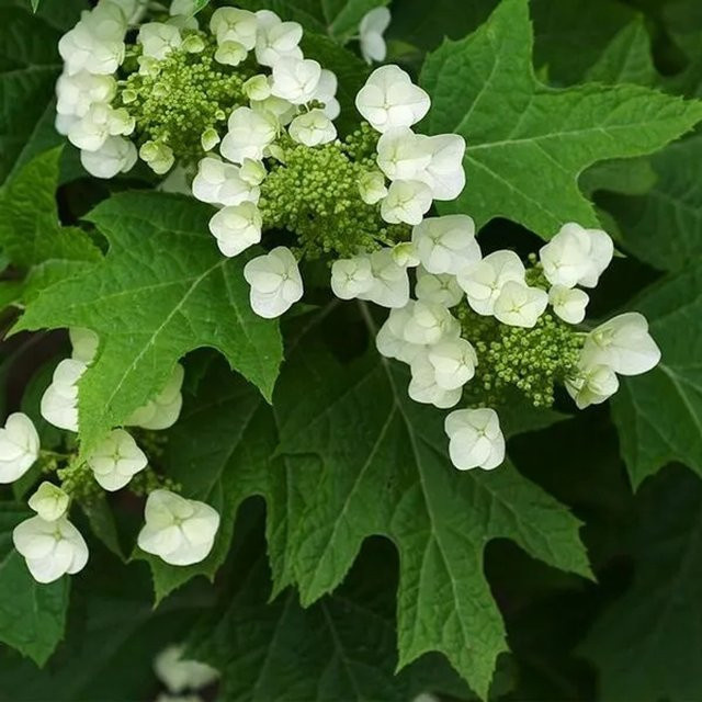 Arborix Eichenblättrige Hortensie Hydrangea quercifolia mit weißer Blüte und Herbstfärbung, Höhe: 55 cm - Bild 1