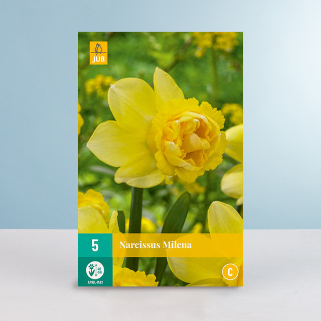 Gefüllte Narzisse Milena von BLUME2000 mit 5 Zwiebeln für Beet, Blumenkübel oder Balkonkasten - Bild 1