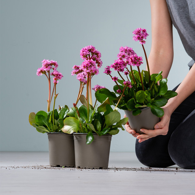3er Set Bergenia cordifolia Rosenkristall von BLUME2000, pinkfarbene Staude für Beet und Blumenkübel - Bild 1