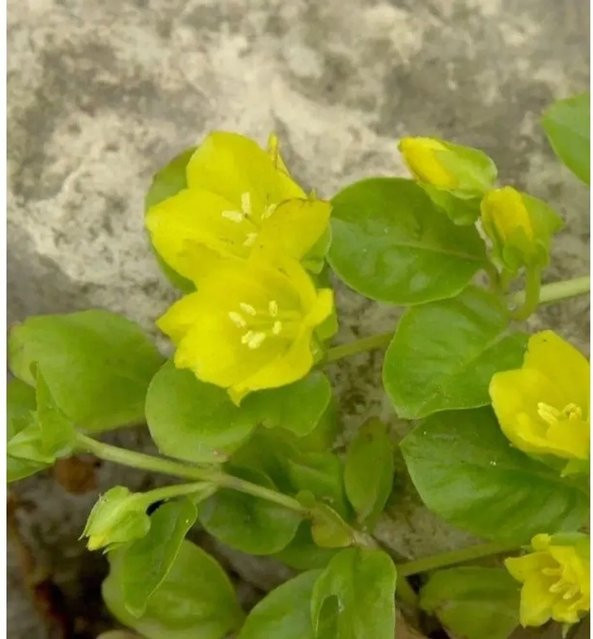 Pfennigkraut Lysimachia nummularia Bodendecker von Nr-01.de - Bild 1