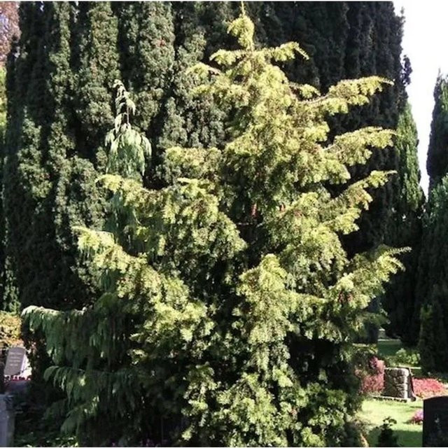 Goldgrüne Adlerschwingeneibe Taxus baccata von Nr-01.de für deinen Garten - Bild 1