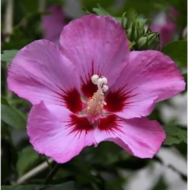 Garteneibisch Aphrodite Hibiscus in Pink und Rot als Zierstrauch für den Garten - Bild 1