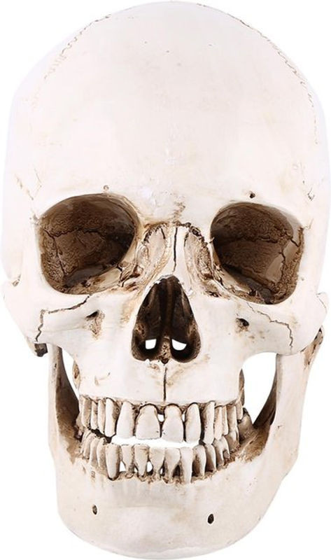 Fishine Lebensgroßer menschlicher Schädel aus weißem Harz als Deko-Modell für Halloween und Partys - Bild 1