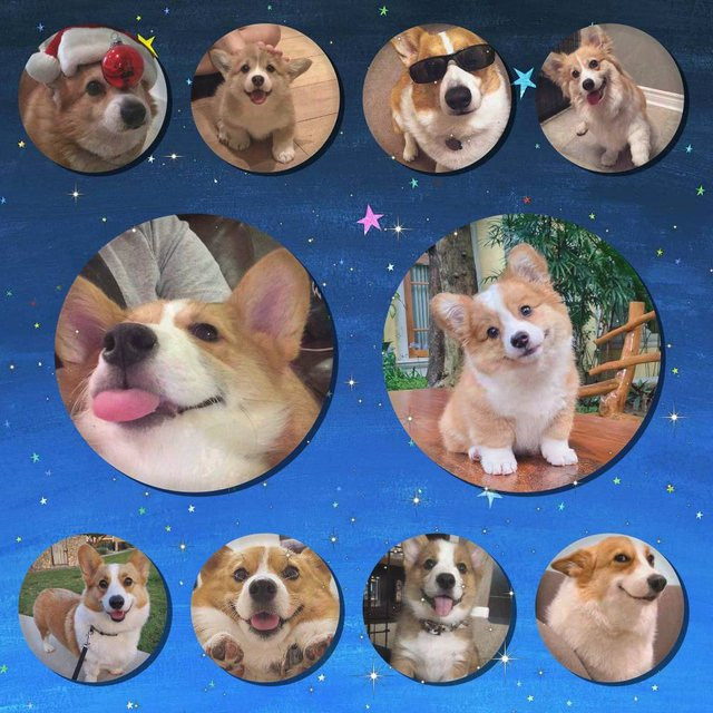 Brosche Corgi-Hund, Bunt, Unisex - Bild 1