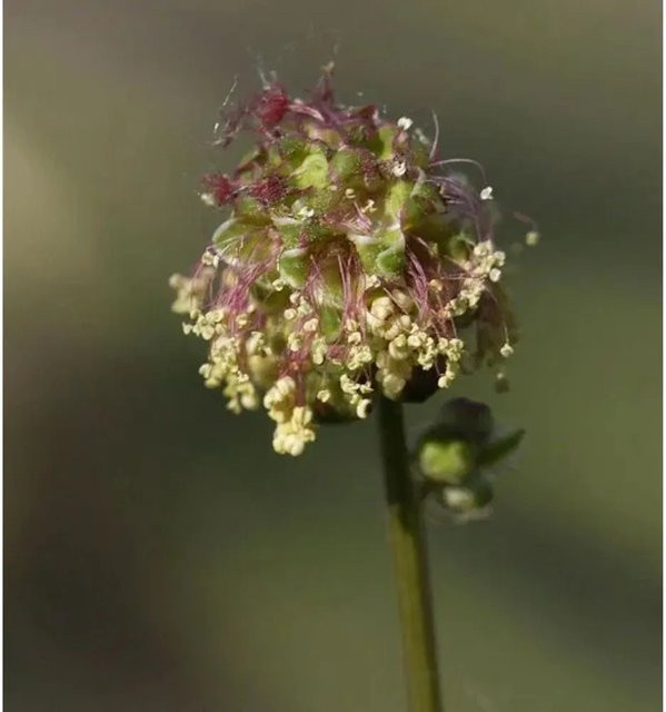 Kleiner Wiesenknopf Sanguisorba minor als mehrjährige Heilpflanze und Gewürz von Nr-01.de im Topf - Bild 1