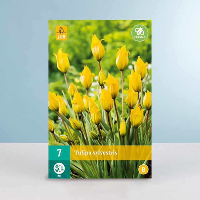BLUME2000 Weinbergs-Tulpe Blumenzwiebeln, 7 Stück - Bild 1