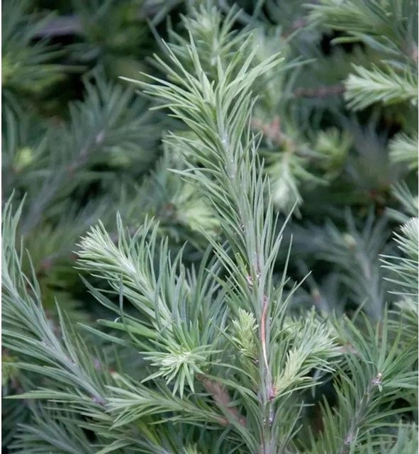 Hochstamm Zwerg Lärche Grey Pearl Larix decidua in Grau und Grün, Höhe: 80-100 cm - Bild 1
