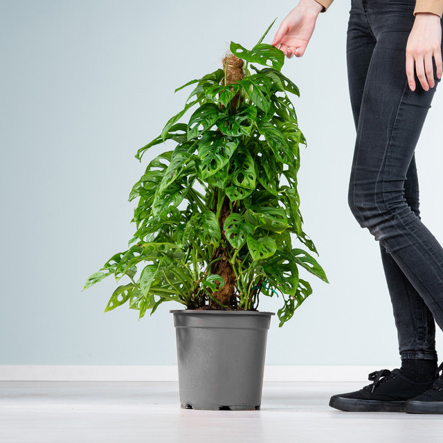 Monstera Adansonii Zimmerpflanze mit Rankhilfe von Green Living in Grün - Bild 1